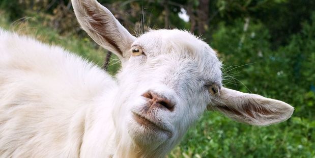 The goat had been tied to the woman's towbar. Photo / 123RF