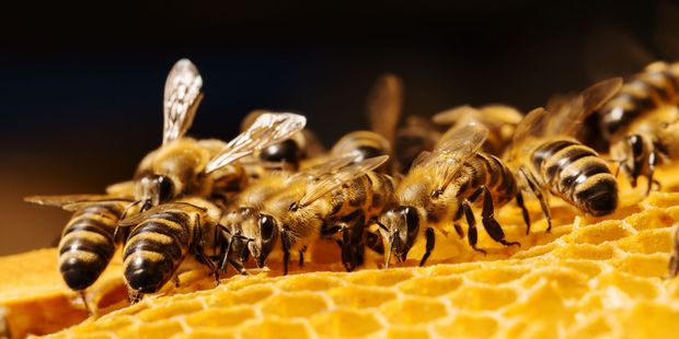 Topline International and its majority shareholder have been fined over claims its pollen was made in New Zealand. Photo/NZH