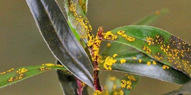 Two more properties in Taranaki have tested positive for myrtle rust today. Photo / File