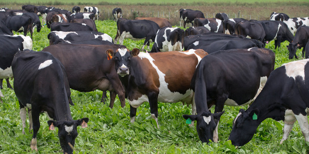 Analysts are picking new-season dairy price forecasts will be in a $6.20-$6.30 range. Photo/File