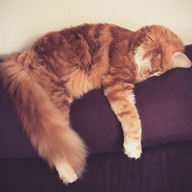Omar God! This cat might be longest on planet