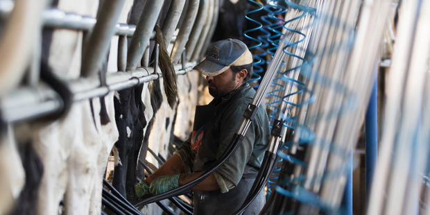 ANZ and Westpac upgrade next season's NZ milk price forecasts