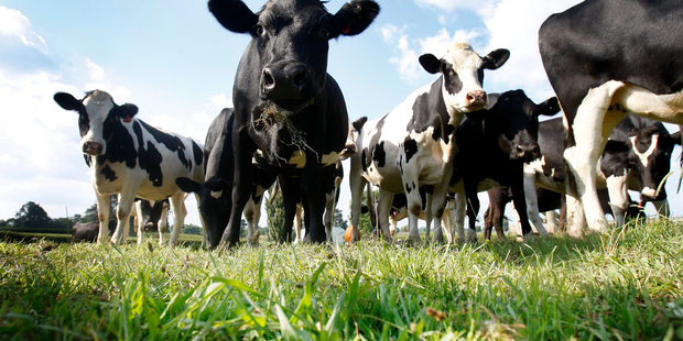 Global Dairy Trade (GDT) Auction Prices Rise 3.2%, New Zealand Dollar Advances