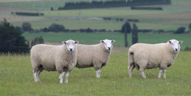 Texel rams. Photo / File