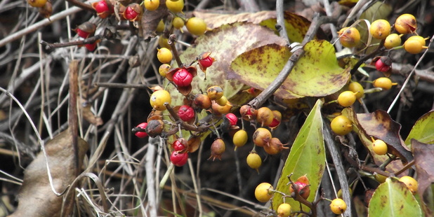 Climbing Spindle Berry, which has been found in two locations in Matakana, strangles host plants and can also form dense, impenetrable thickets. Photo / Supplied