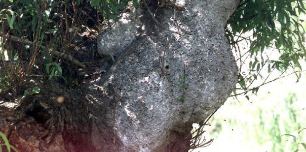 Wasps' nests can grow very large over time.