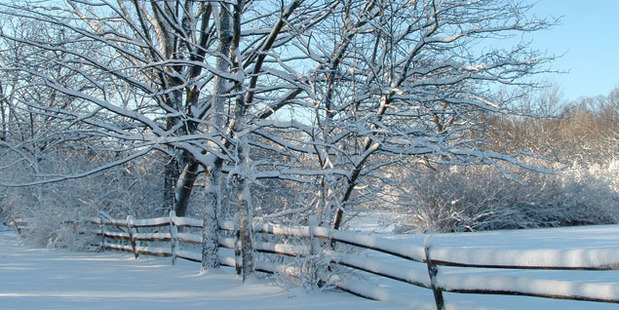 Winter can be a challenging time for animals exposed to the elements out on farms. Photo / File