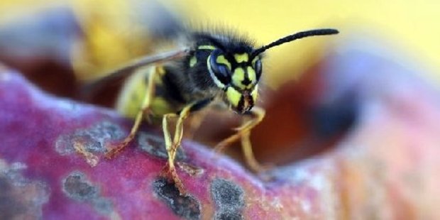 A German wasp. Volunteer wasp exterminators have been to 270 nests this season.