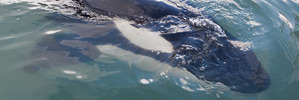 Locals tried to keep an orca alive overnight, but it died. File photo / Andrew Warner.
