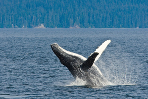 Q&A: Do we need an oath to protect oceans?