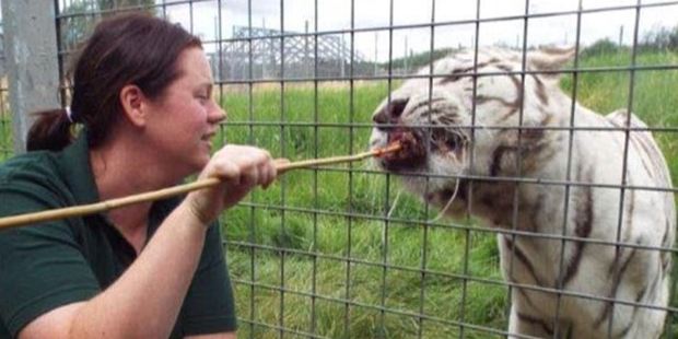 Zookeeper killed by tiger inside enclosure at UK zoo