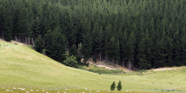The Forest Owners' Association wants to see more trees planted now, not in the future.