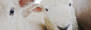 Watch NZH Local Focus: Drench resistance among sheep and farmers