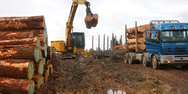 The deep mud fails to halt the 10 to 12 truck and trailer loads extracted from the Maxwell forest each day.