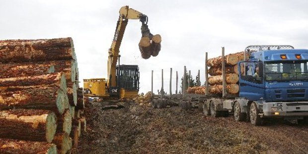 The deep mud fails to halt the truck and trailer loads extracted from the Maxwell forest each day.