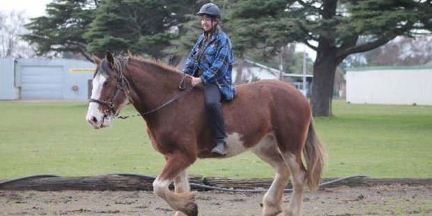 Robin Cornish trains Frankie to trot at the Dannevirke A&P Showgrounds Arena.
