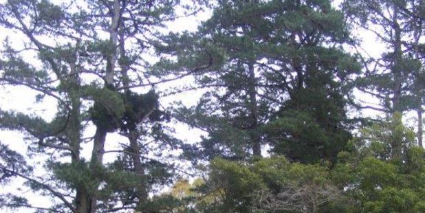 Problematic pines: "These 60-year-old exotic pine trees on my hillside are a curse on the landscape," says Rob Butcher. Photo/supplied