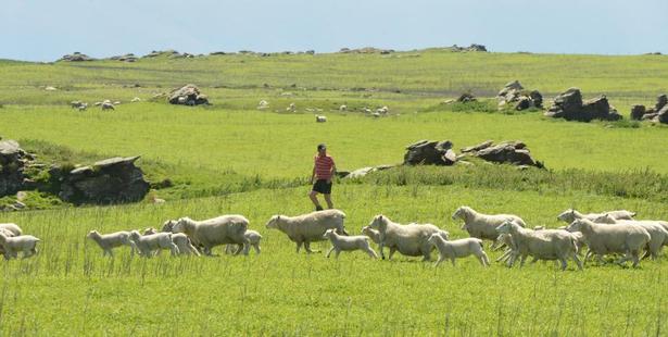 Lamb prices continue to rise; pictured, last year's lamb crop at Barewood Station, between Outram and Middlemarch. Photo: Stephen Jaquiery.