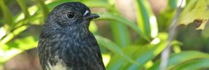 North Island robins are very friendly.