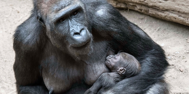 A newborn gorilla sleeps in the arms of her mother Kibara at a zoo in Leipzig, Germany. Photo / AP