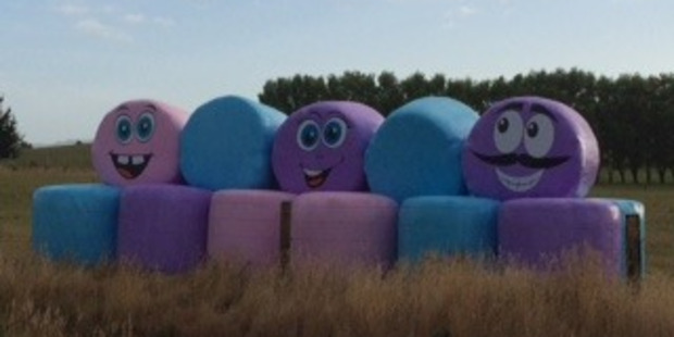 Natasha spotted these friendly faces in Ohinewai.