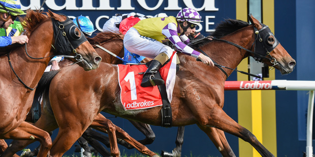 Sacred Elixir will open his Vodafone NZ Derby campaign in the NZB Insurance Karaka 3YO Mile at Ellerslie on January 29. File photo / Getty Images