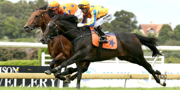 Xtravagant (outer) could target the NRM Sprint at Te Rapa next month or go to stud.