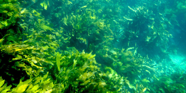 Healthy kelp forest is essential for abundant fish. Some seaweeds grow up to 50cm daily. Photo / Climate Foundation