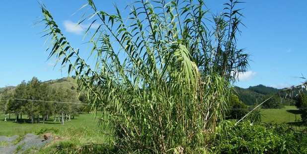 Giant reed, or Arundo donax, a problem plant in Northland, is about to meet its muncher - a double-pincer attack by an introduced galling wasp and scale insect.