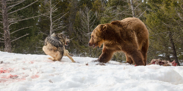 One wolf seems more determined than the others to fight for its meal. Photo /  Media Drum World / australscope