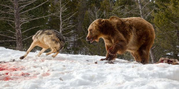 Eventually the bear scares off the wolves. Photo /  Media Drum World / australscope