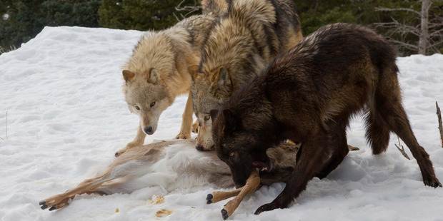 A trio of wolves are captured eating a deer in the snow. Photo /  Media Drum World / australscope