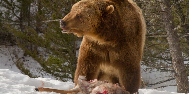 After fighting off the wolves, the bear chows down on his meal. Photo /  Media Drum World / australscope