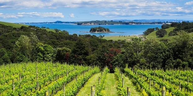 On New Year's Eve, I wanted to visit my favourite Waiheke vineyard, Cable Bay.