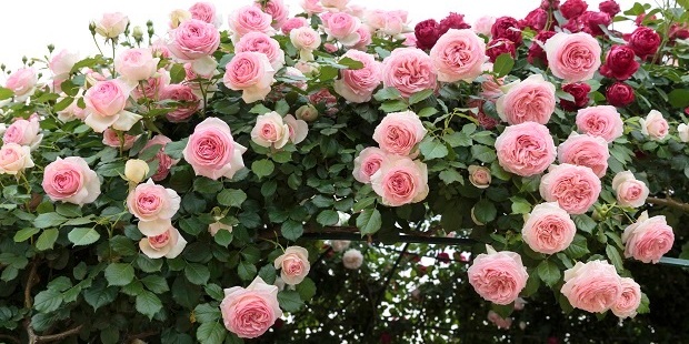 About 500 roses, more than 40% of the about 1200 at the cemetery, were showing signs of damage. Photo / 123RF