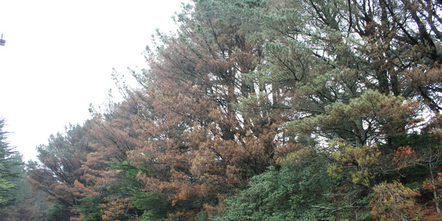 This pine tree on the Pahiatua Track appears to have the symptoms of red needle cast.