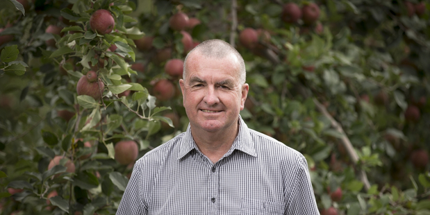 While forecasts are down the region is experiencing a bumper apple season, says New Zealand Apples and Pears chief executive Alan Pollard. Photo/Supplied