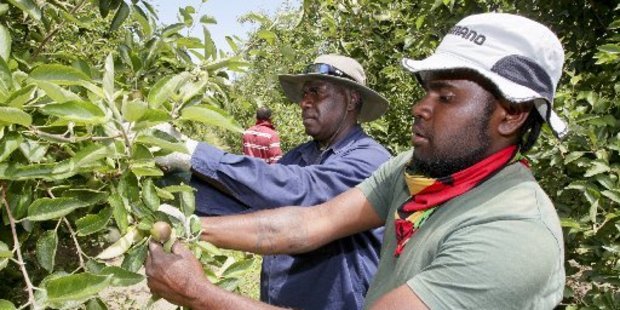 In the wake of Cyclone Pam, Wilson Loyalty (left) and Graham Nawia, were working at Hawke's Bay orchards to send money home to help the rebuild in Vanuatu.
Photo / File