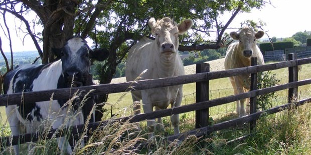 There is an increasing demand for both production and companion animal vet services in New Zealand. Photo / File