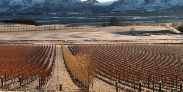 Ostler's is one of the vineyards contributing to the41ha of vines in the Waitaki Valley. Photo/Jim Jerram