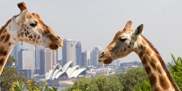 Taronga Zoo