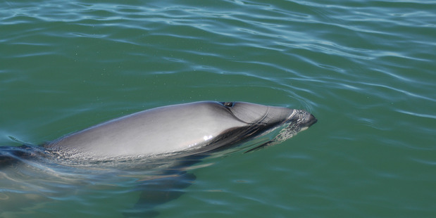 Endangered species: There are 63 adult Maui dolphins left, according to the Department of Conservation.