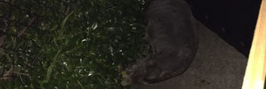 The seal was found on Neilson St in Onehunga at 2.40am. Photo / Auckland City District Police Facebook