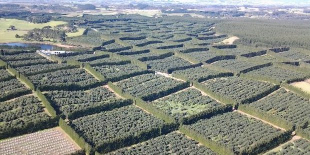 The King Avocado orchard covers 160ha on a site between Waiharara and Houhora in the Far North.