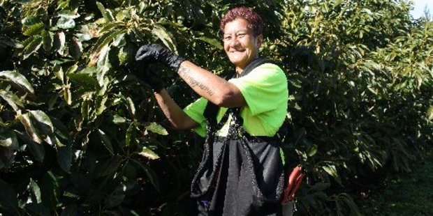 Fruit picker Moetangi Kaihe is on King Avocado's permanent staff.