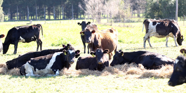 Dairy cows graze before calving at Woodville. Tararua farmers are yet to learn what will be required of them in the One Plan. Photo / Duncan Brown