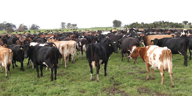 Livestock health can have a detrimental effect on business.