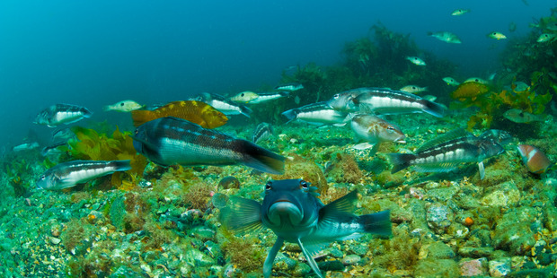 Recent research has shown that there are 10 to 20 times more legal sized blue cod in the Kapiti Marine Reserve now than there were 25 years ago thanks to the protected status of marine life. Photo / Darryl Torckler