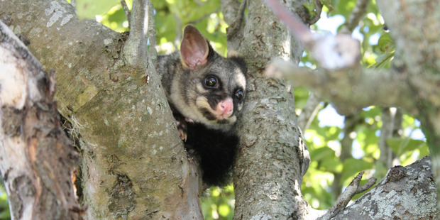 The school was planning a community possum hunt to raise money for a class camp to Coromandel. Photo / File