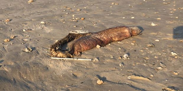 'My initial thought was it might be a sea lamprey but when I got close I realized there was no way that was what it was, particularly based on the mouth,' Desai said. Photo / Preeti Desai / Twitter